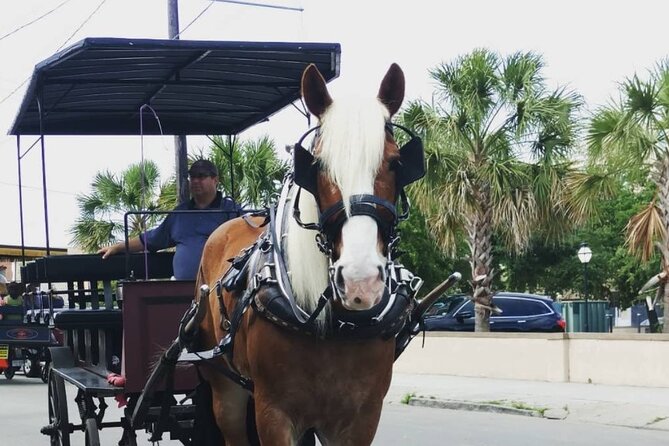 Charlestons Historic Residential Horse and Carriage Tour - Secure Your Spot