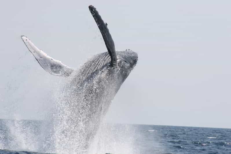 Chatan: Okinawa Whale Watching Cruise - Inclusions and Fees