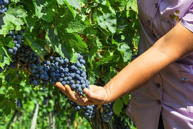 Chateau Burgozone Wine Tasting and Enchanting Danube River View - Frequently Asked Questions