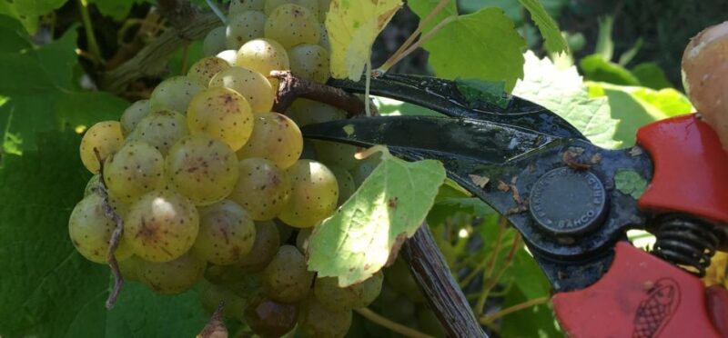 Château Du Bois-Huaut: Cellar Tour and Wine Tasting Class - Guided Cellar Exploration