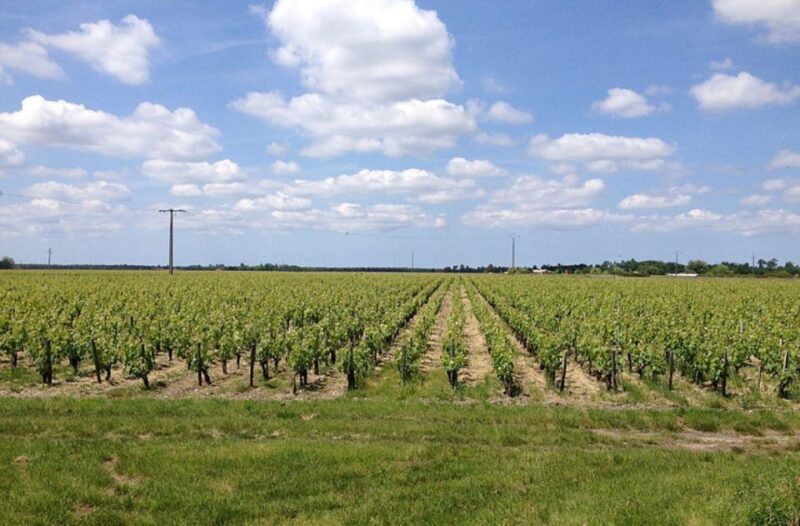Château Lacour Jacquet Winery Visit and Tasting - Winemaking Process Exploration