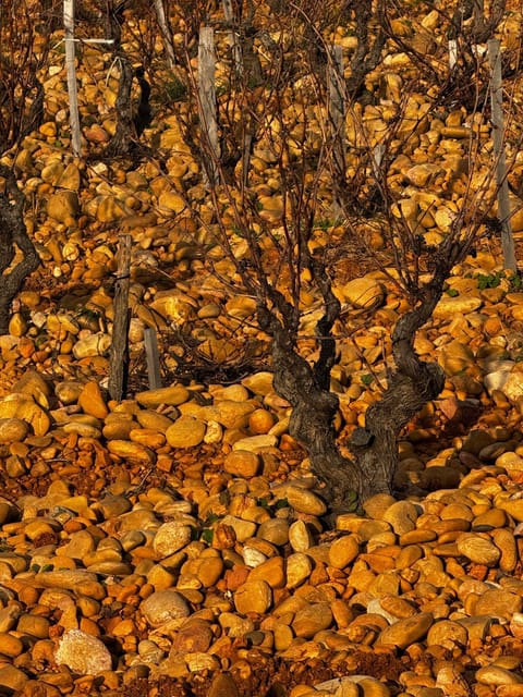 Châteauneuf-Du-Pape: Full-Day Wine Tour With Sommelier - Key Points