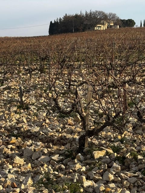 Châteauneuf-Du-Pape: Full-Day Wine Tour With Sommelier - Visiting the Vineyards