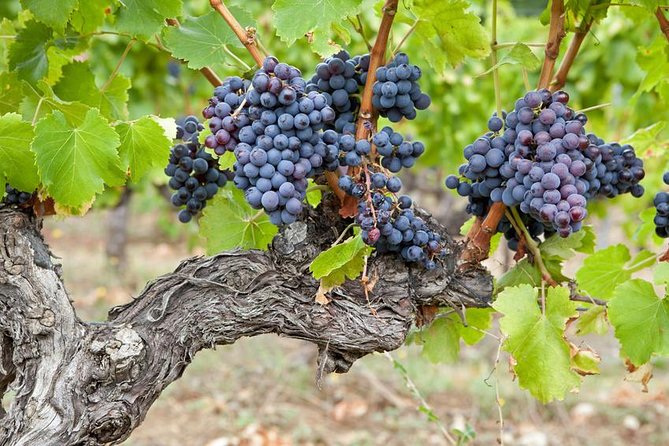 Chateauneuf-Du-Pape Prestige Wine Tour From Avignon - Additional Tour Information