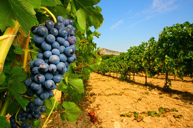 Châteauneuf Du Pape Wine Day Tasting Tour Including Lunch From Avignon - Tour Inclusions