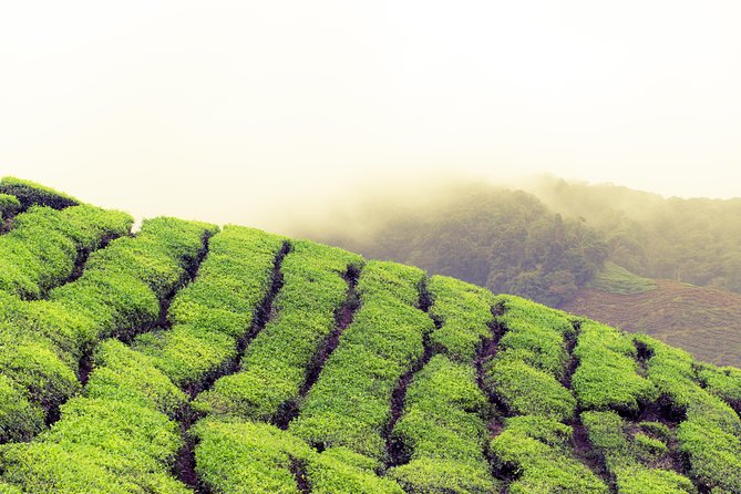 Chauffeur: Cameron Highlands to Singapore Van Transfer - Key Points