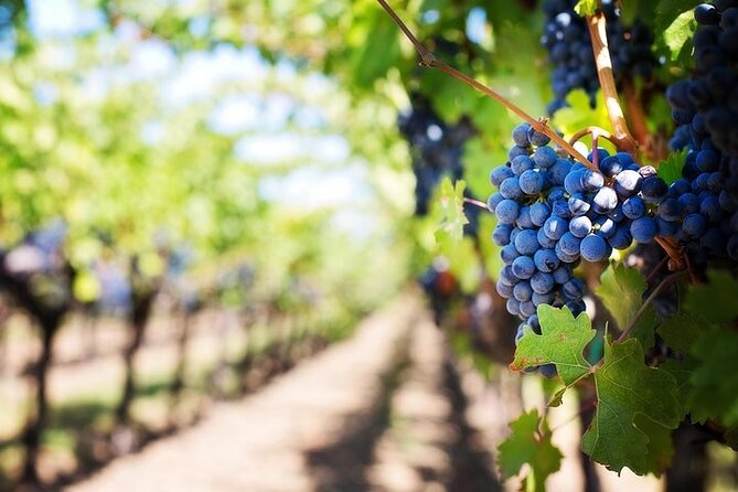 Chauffeured Adventure to Local San Diego Vineyards - Cancellation Policy for the Chauffeured Adventure