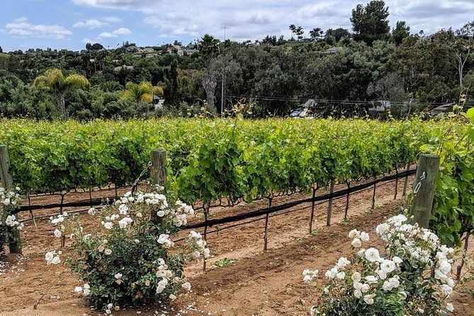 Chauffeured Adventure to Local San Diego Vineyards - Expert Guide and Tour Highlights