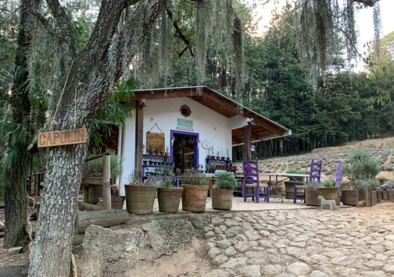 Chautlas Castle, Lavender Farm, and Valquirico Private Tour - Itinerary Highlights