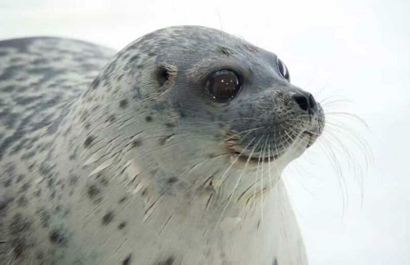 Checkemail for voucherOsaka Aquarium Kaiyukan Entry Ticket - Setting the Scene: What to Expect at Osaka Aquarium Kaiyukan