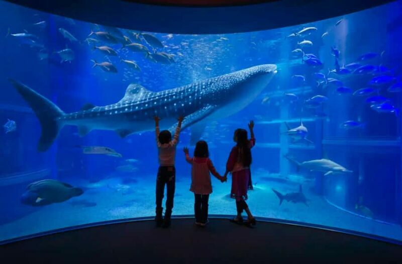 Checkemail for voucherOsaka Aquarium Kaiyukan Entry Ticket - Educational Value and Guided Tours