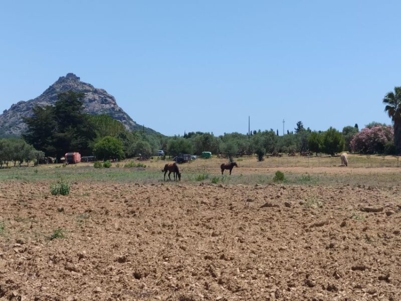 Cheese Making and Tasting Tour From Cagliari With Lunch - Itinerary and Activities