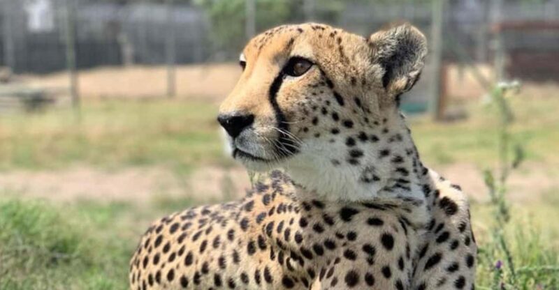 Cheetah Outreach and Award-Winning Winelands Full Day Tour - Key Points