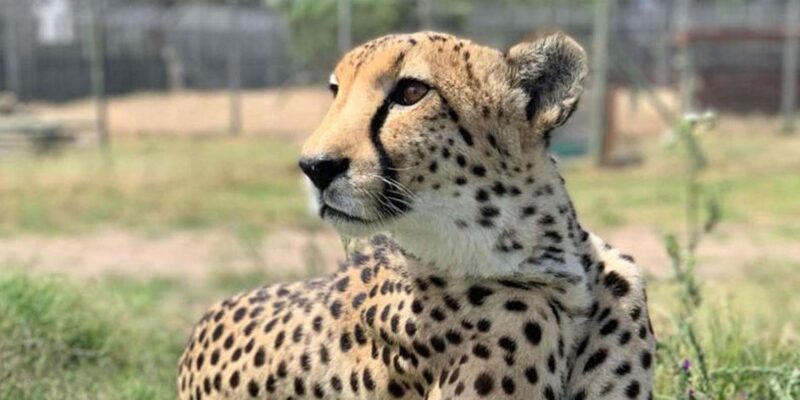 Cheetah Outreach and Award-Winning Winelands Full Day Tour - Wine Tasting Experience