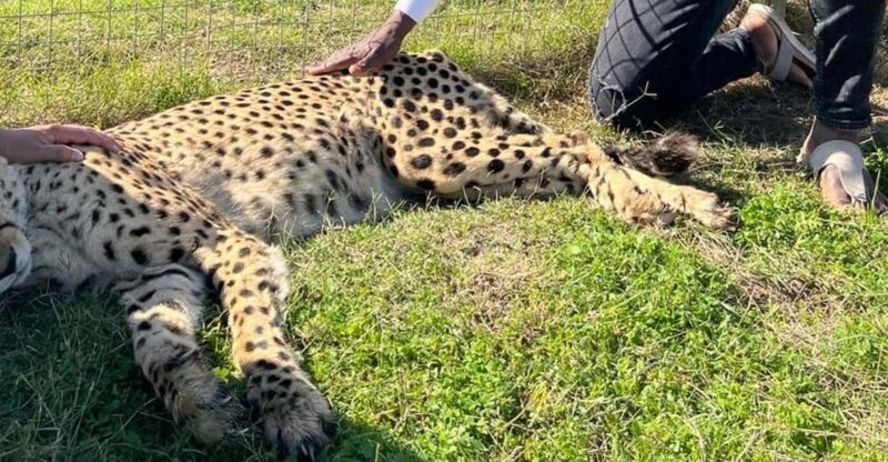 Cheetah Outreach and Award-Winning Winelands Full Day Tour - Cheetah Outreach Experience