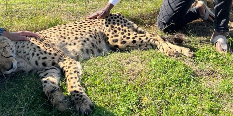 Cheetah Outreach and Award-Winning Winelands Full Day Tour - Wine Tasting Experience