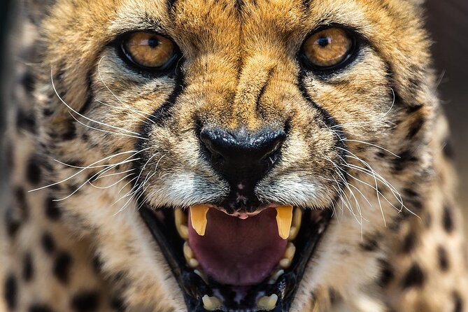 Cheetah Outreach and Award-Winning Winelands Full Day Tour - Cape Winelands Exploration