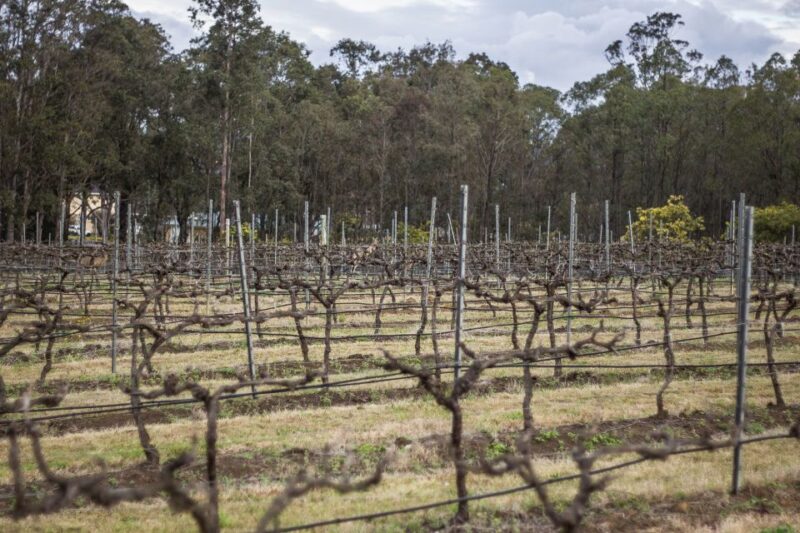 Chef-Led Hunter Valley Food & Wine Tour From Sydney - Scenic Drive and Wildlife