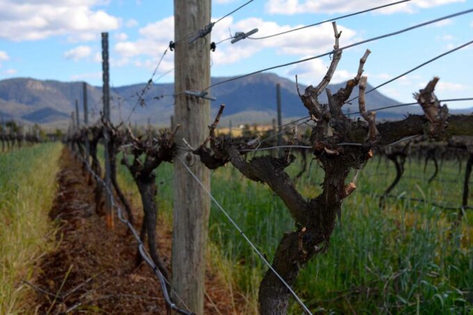 Chef-Led Hunter Valley Food & Wine Tour From Sydney - Dietary Requirements and Allergies