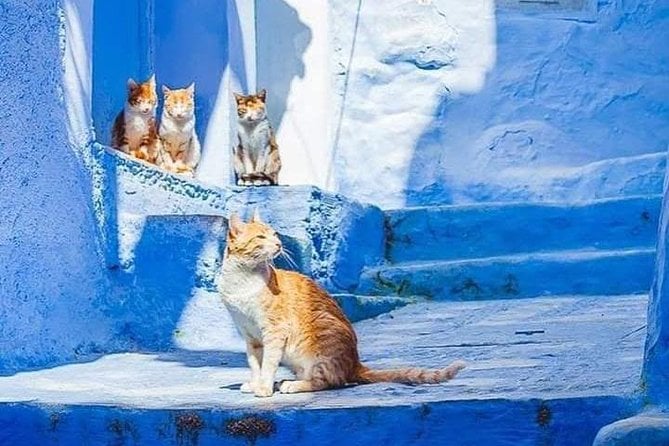 Chefchaouen Day Trip! The Blue City (Private Tour) - Health and Safety