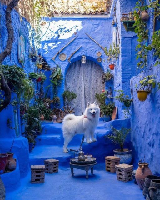 Chefchaouen Day Trip With Small Group - Booking Information