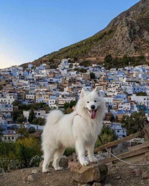 Chefchaouen Day Trip With Small Group - Frequently Asked Questions