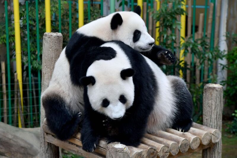 Chengdu: 2 Days Panda, Leshan Buddha and Emeishan Group Tour - Chengdu to Emei