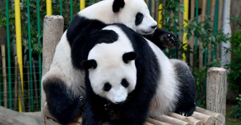 Chengdu: 2 Days Panda, Leshan Buddha and Emeishan Group Tour - Customer Reviews and Experience