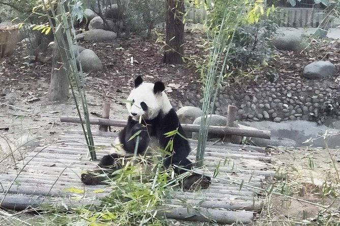 Chengdu All Panda Experience Private Day Tour - Immersive Panda Viewing Experience