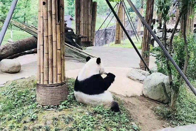 Chengdu All Panda Experience Private Day Tour - Flexible Booking and Cancellation Policy