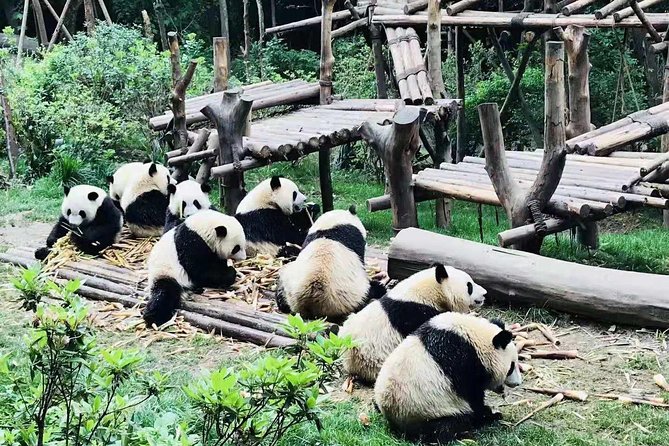 Chengdu All Panda Experience Private Day Tour - Sum Up