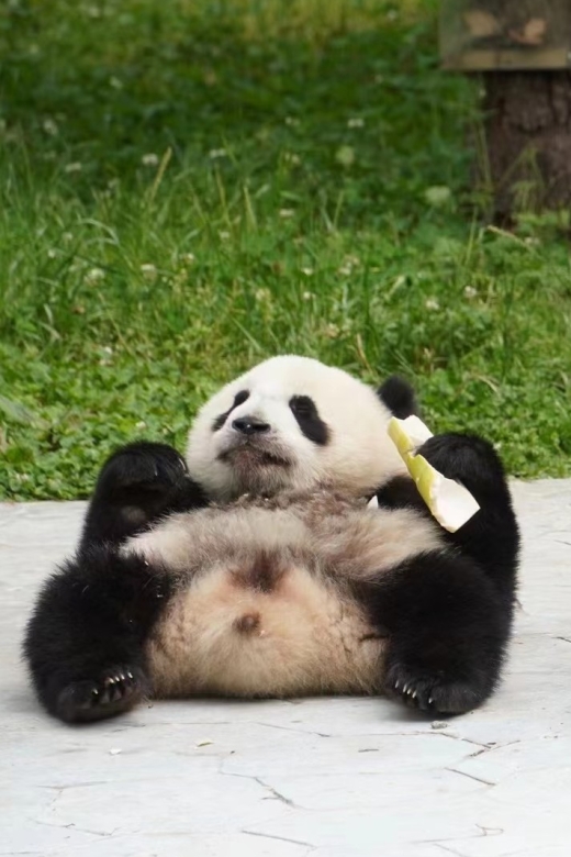 Chengdu: Chengdu Day Trip With Giant Panda and Leshan Buddha - Travel to Leshan