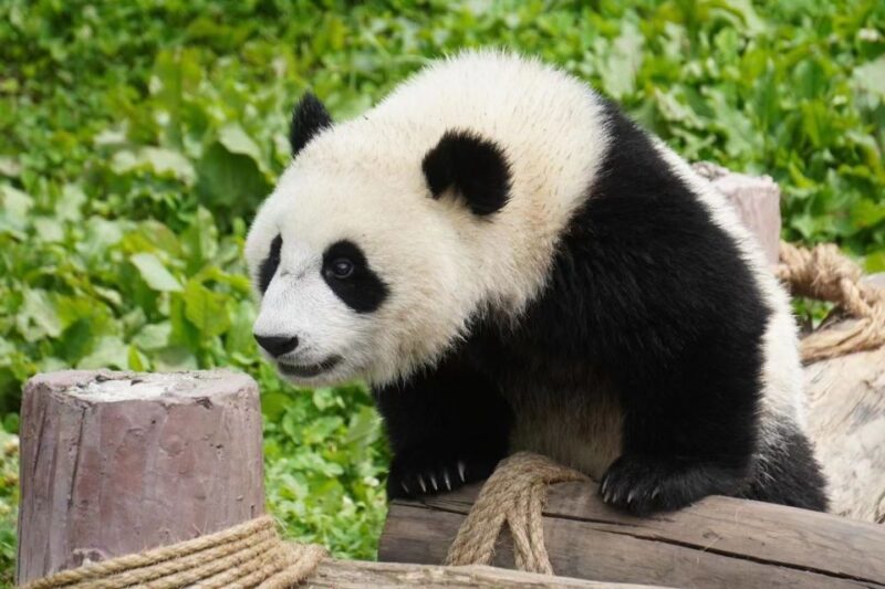 Chengdu: Chengdu Day Trip With Giant Panda and Leshan Buddha - Leshan Grand Buddha Scenic Area