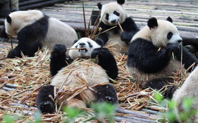 Chengdu Downtown Essences Private Day Tour - Taikoo Li Panda Sculpture