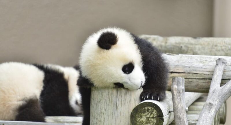 Chengdu: Dujiangyan Panda Base Volunteering Day Trip - Interaction With Giant and Red Pandas