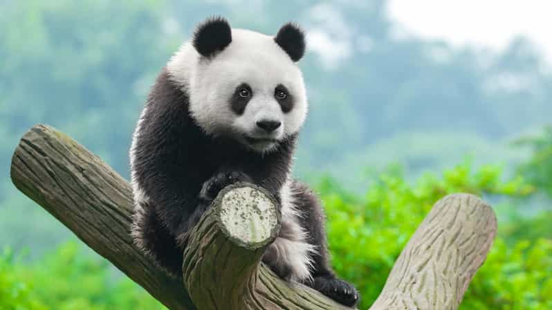 Chengdu: Dujingyan Panda Tour With Hotel Pickup - Key Points