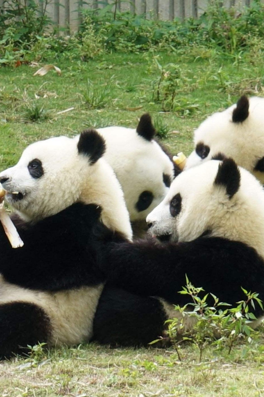Chengdu: Dujingyan Panda Tour With Hotel Pickup - Tour Activities