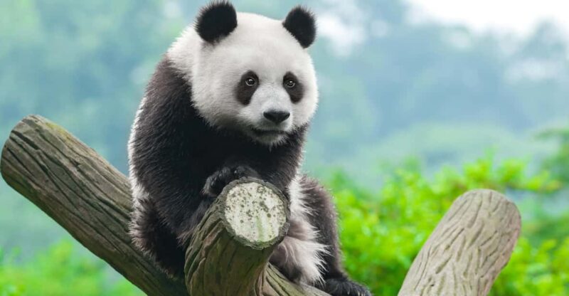Chengdu: Dujingyan Panda Tour With Hotel Pickup - Booking and Availability