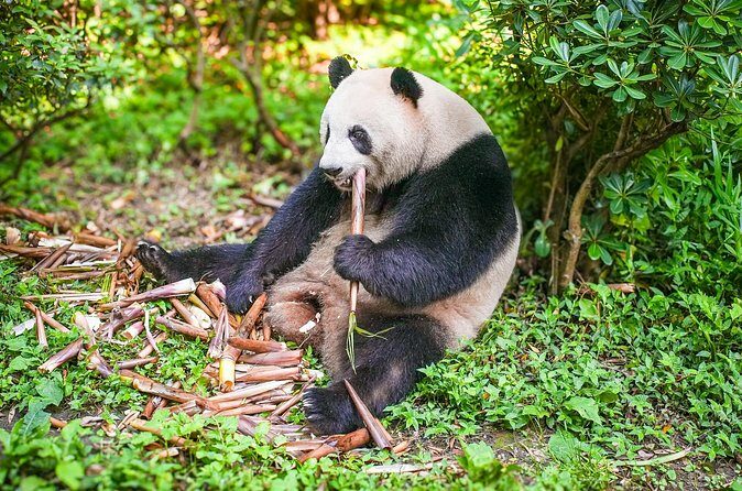 Chengdu Full-Day Tour Pandas, Teahouse and Tuktuk Food Tour - Final Thoughts: Who Will Love This Tour?