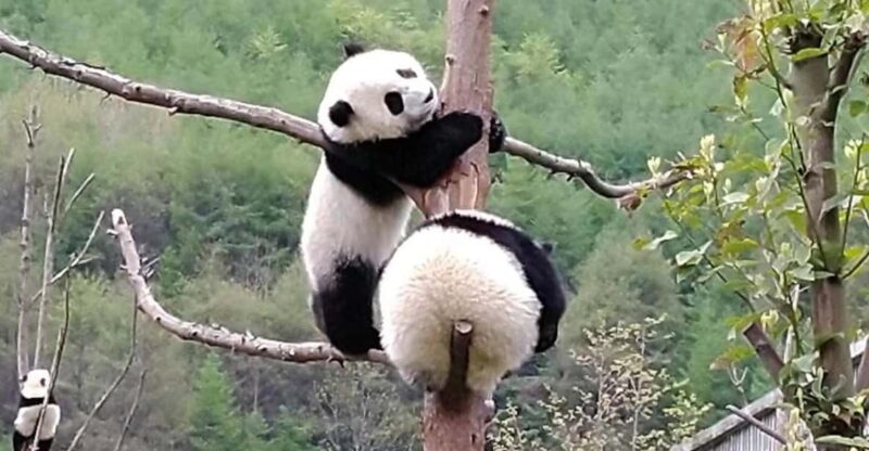 Chengdu: Giant Panda and Leshan Buddha Day Trip - Price and Duration