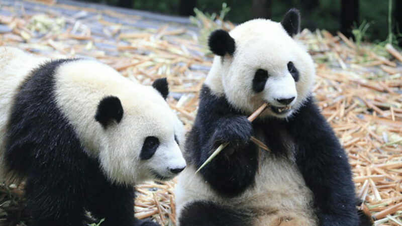 Chengdu: Giant Panda Base Reservation and Entry - Exploring Chengdu’s Panda Paradise: A Detailed Review of the Giant Panda Base Tour