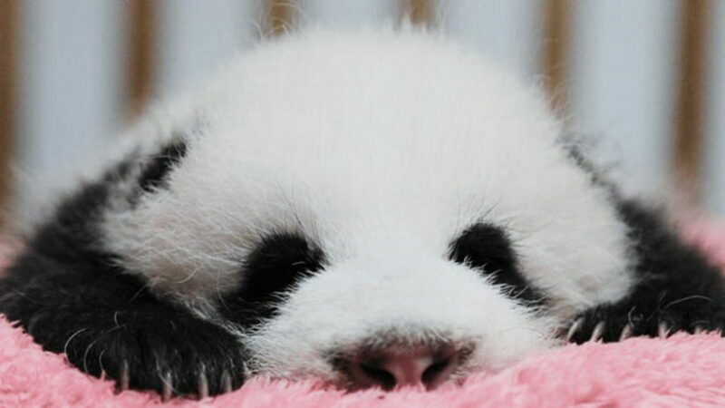Chengdu: Giant Panda Base Reservation and Entry - Key Points