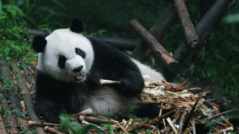 Chengdu: Giant Panda Base Reservation and Entry - Who Should Consider This Tour?