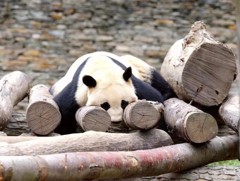 Chengdu: Giant Panda Breeding Research Base Ticket - Key Points