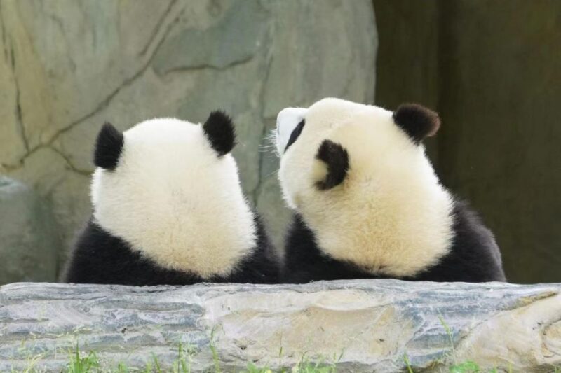 Chengdu: Giant Panda Breeding Research Base Ticket - Panda Viewing Experience