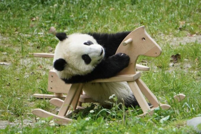 Chengdu: Giant Panda Breeding Research Base Ticket - Itinerary and Logistics
