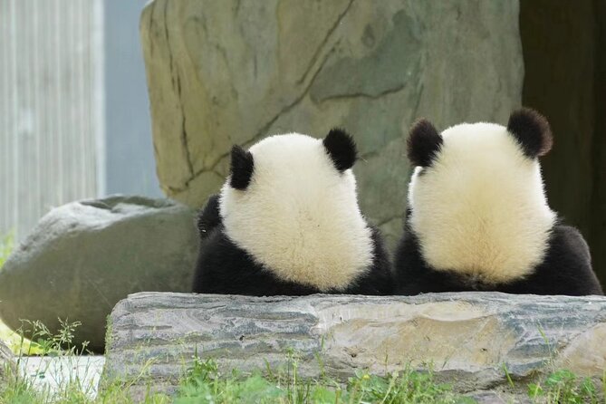 Chengdu Giant Panda Breeding Research Base Ticket - Pickup and Transportation