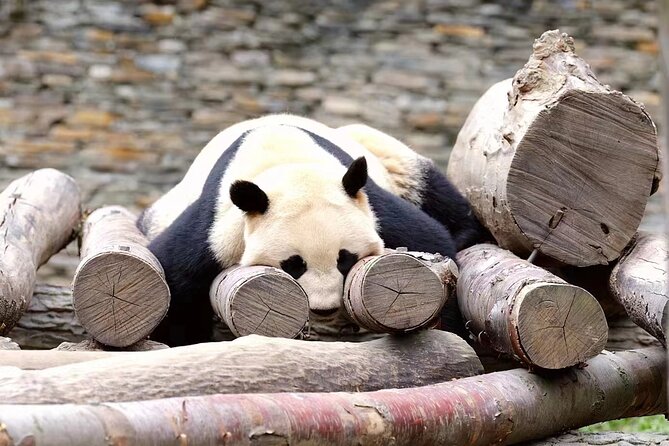 Chengdu Giant Panda Breeding Research Base Ticket - Visitor Experience
