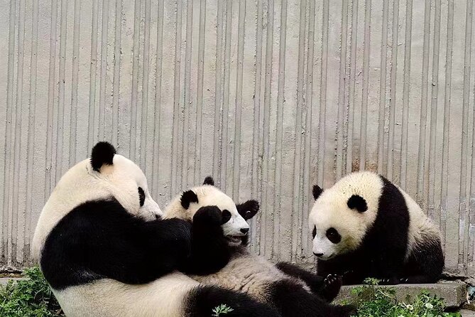 Chengdu Giant Panda Breeding Research Base Ticket - Accessibility Features