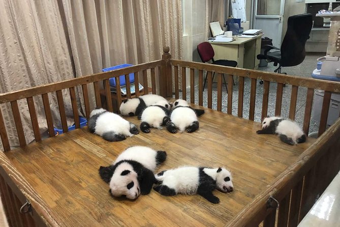 Chengdu Impressions Tour of Sichuan Cuisine Museum and Giant Pandas - Sichuan Cuisine Exploration